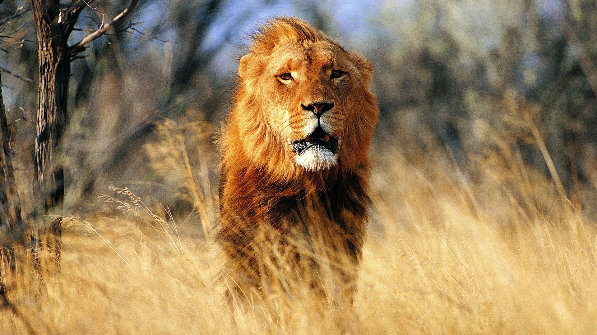 Lion main